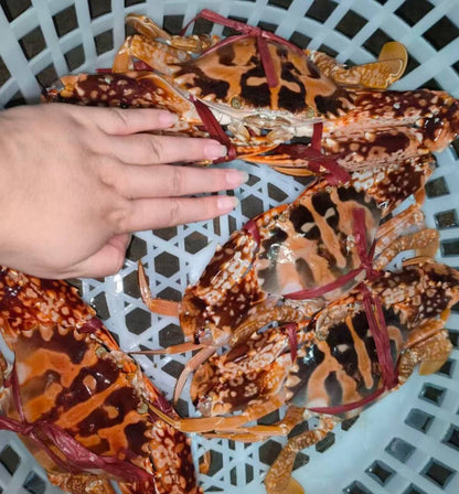 Premium Live Red Flower Crab | Jumbo 500g-1.5kg | 3X Money-Back Quality Guarantee
