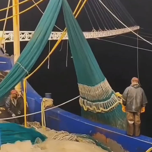 🦐 Colossal Deep-Sea Black Tiger Prawns